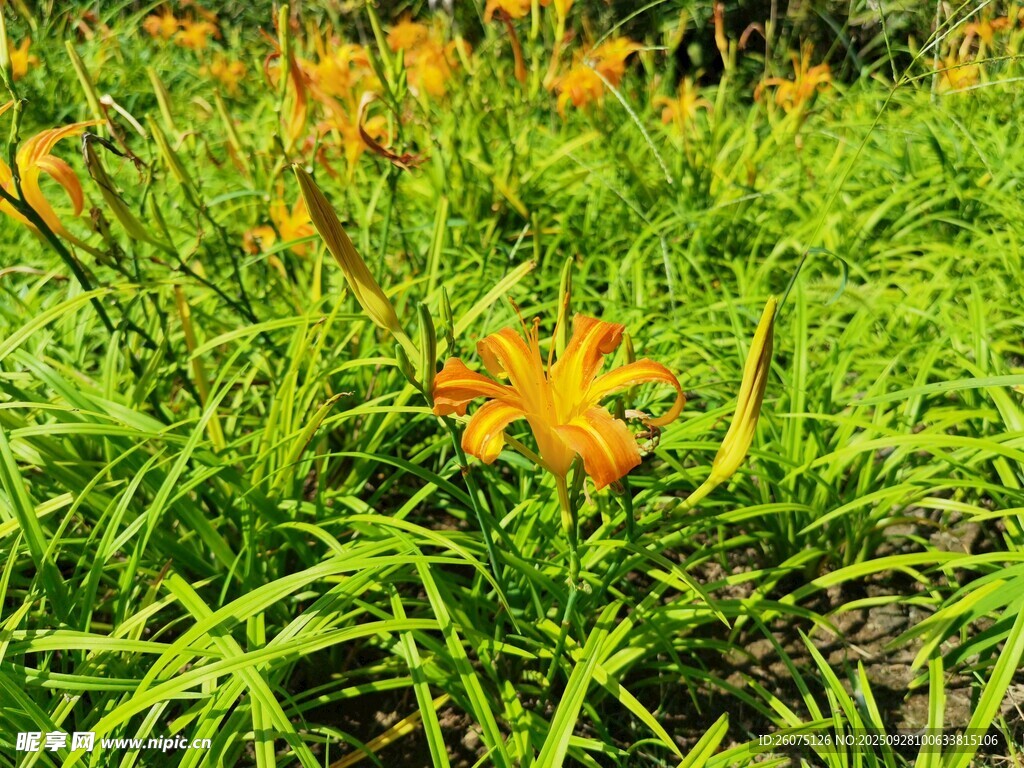 草丛中的灿烂橙色萱草花