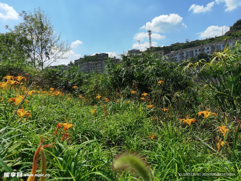 山间烂漫花草风景图