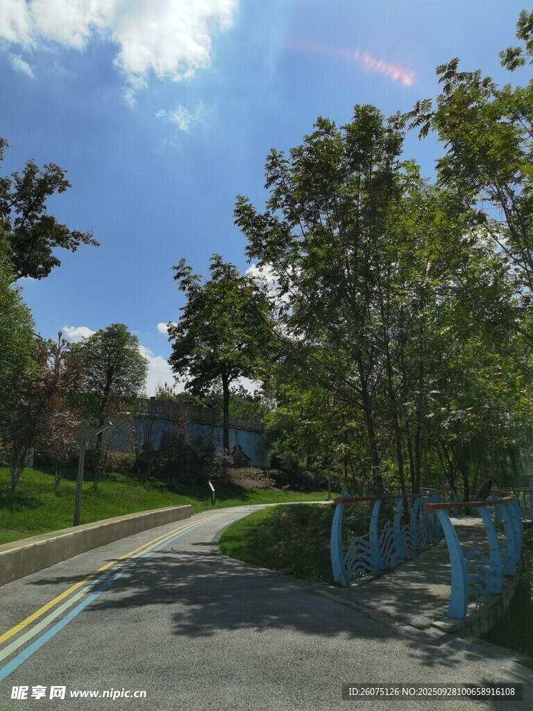 宁静街道旁的绿树景致