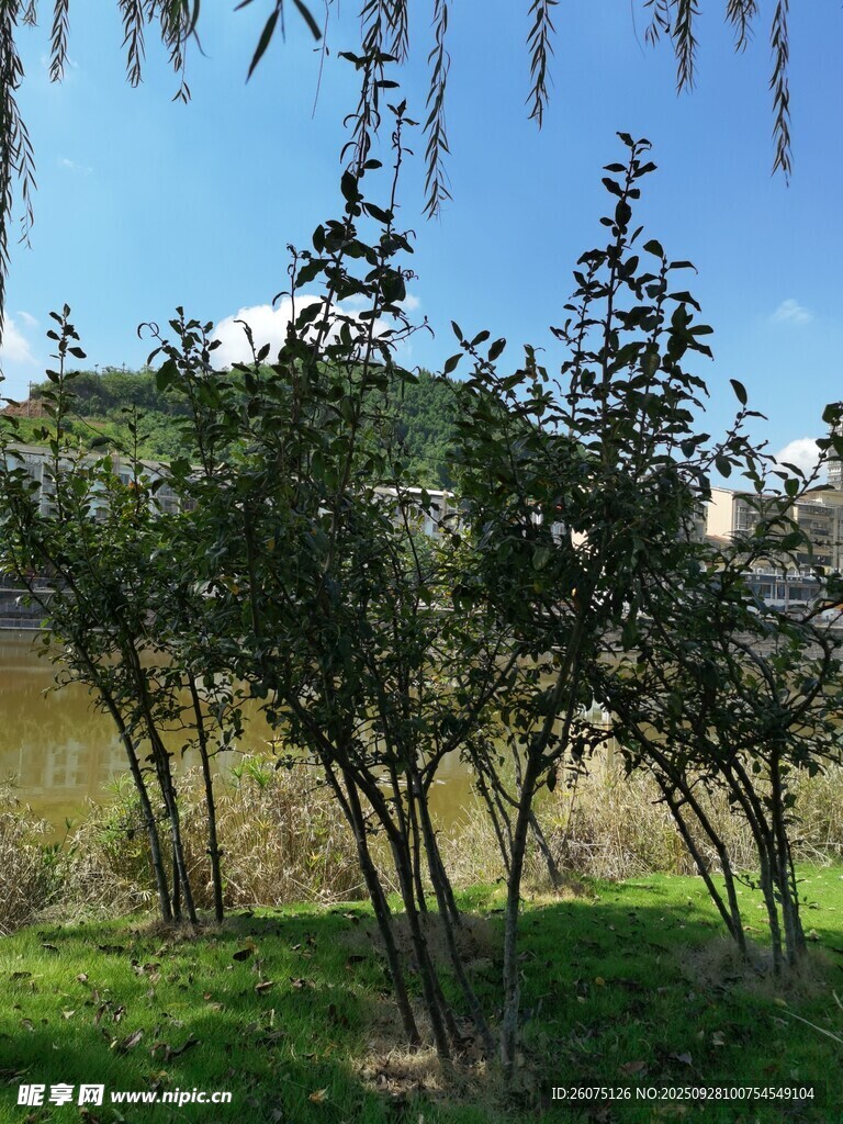 湖边绿树成荫的自然景致