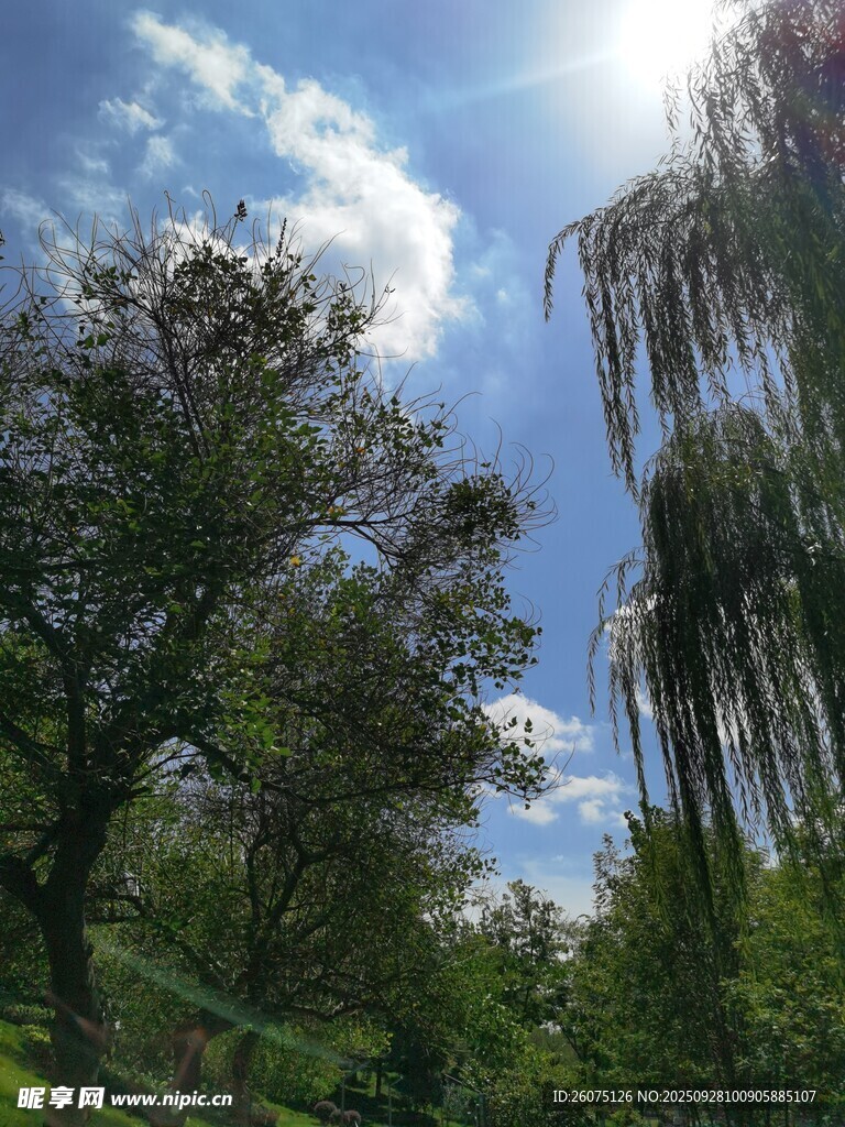 阳光下的绿树蓝天美景