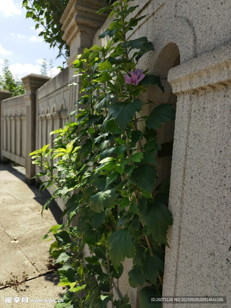 墙边绿植攀爬景象