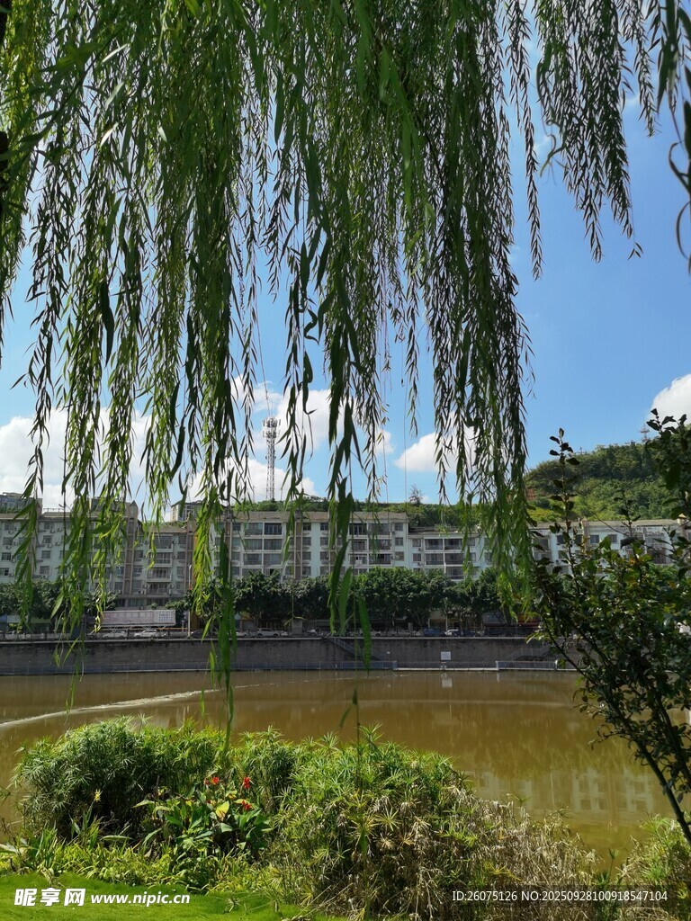 河畔垂柳美景