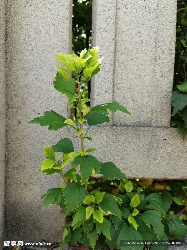 墙边绿植生机盎然
