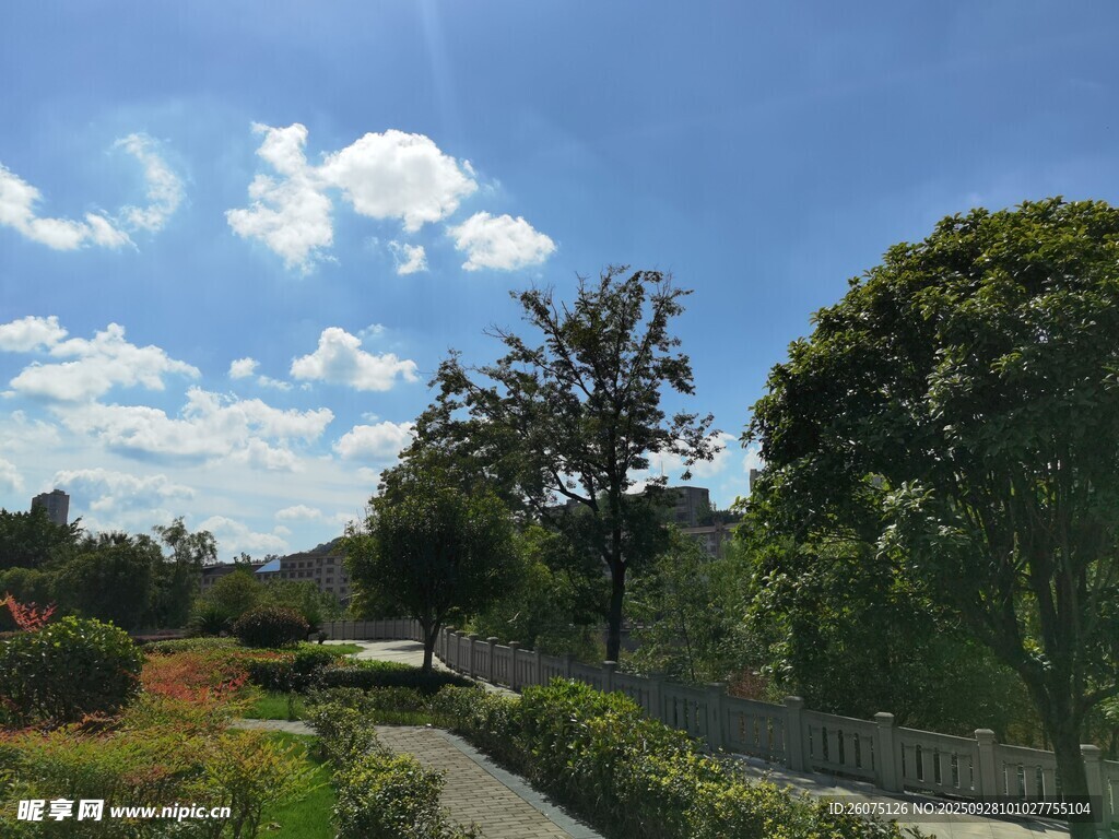 乡村小路旁的绿树蓝天