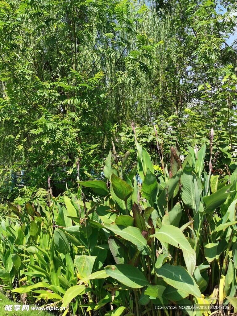 繁茂绿植景观
