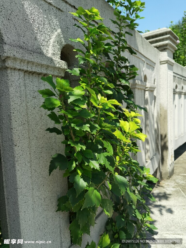 石墙边的翠绿藤蔓植物