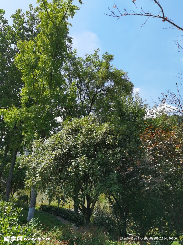 绿意盎然的户外树林景观