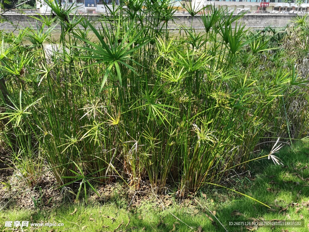 户外丛生的绿色植物