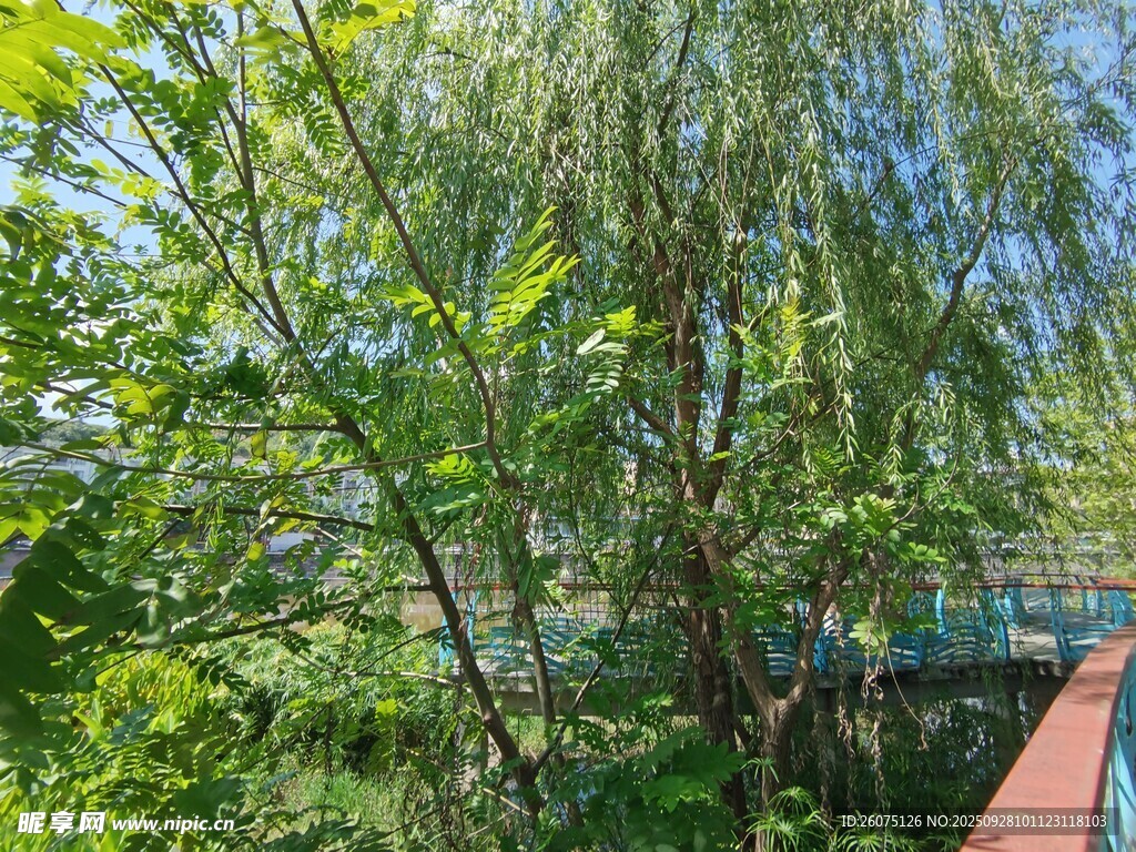 绿树环绕的木质步道