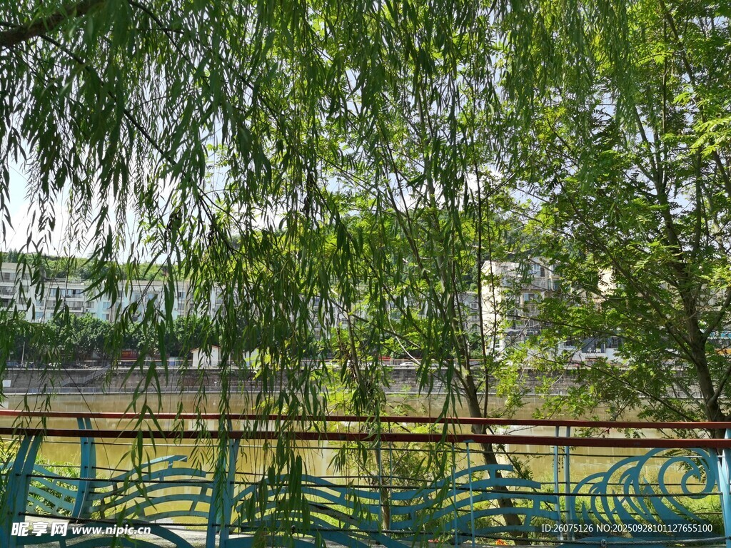 垂柳下的多彩河畔景致