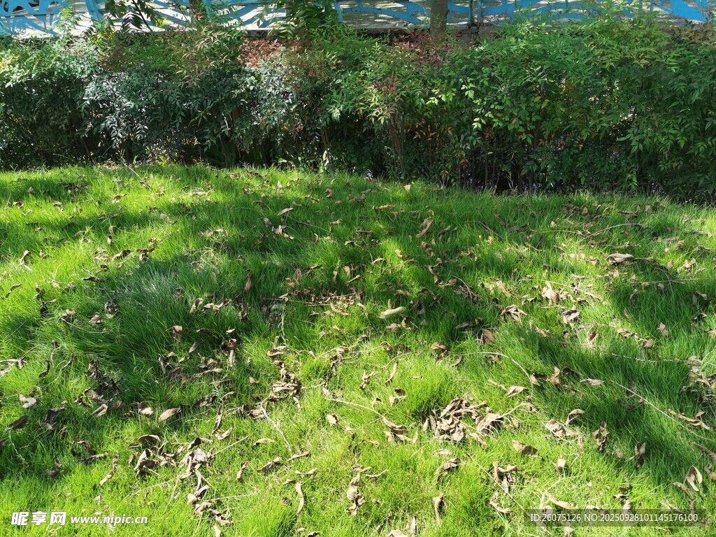 阳光下的翠绿草地