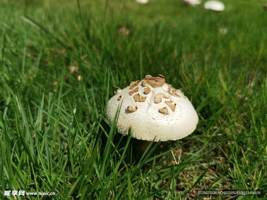 草地上的白色蘑菇