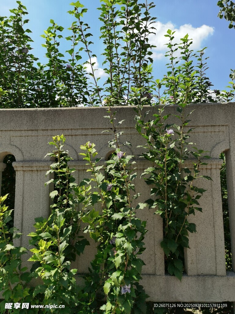废弃建筑上的繁茂绿植