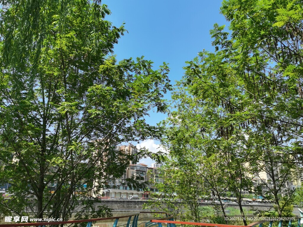 绿树蓝天的清新户外景致