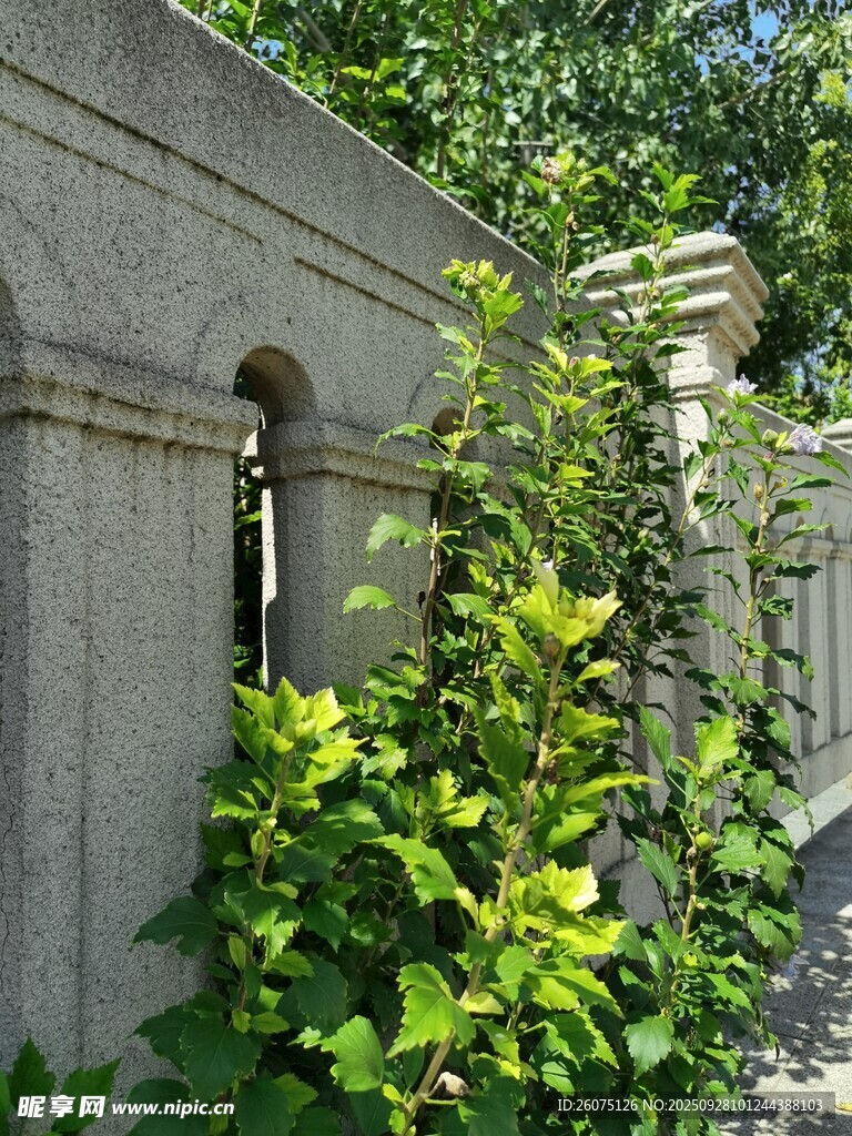 石墙旁繁茂绿植景致
