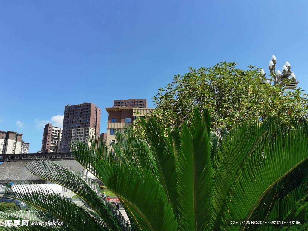 城市中的绿植与建筑景观