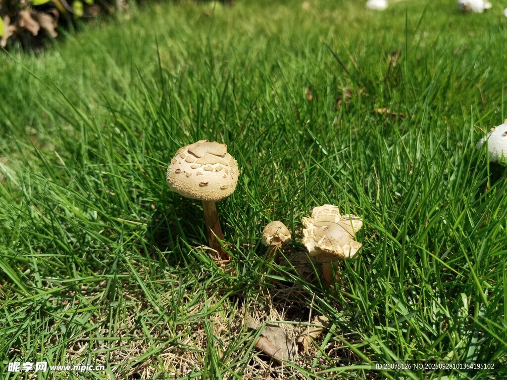 草地上的小蘑菇