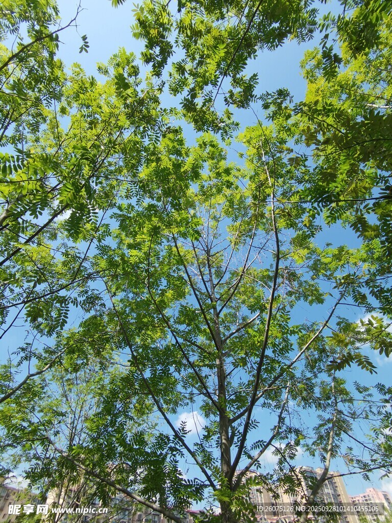蓝天绿树清新自然景象