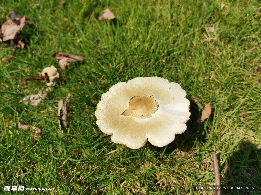 草地上的白色蘑菇