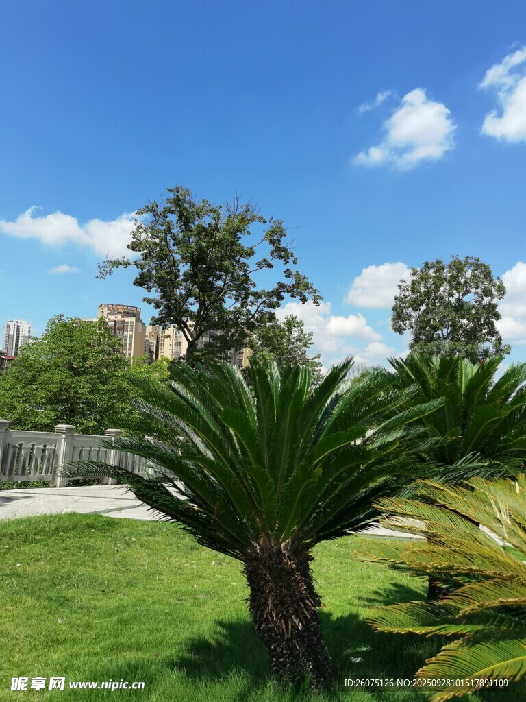 户外绿意盎然的草坪景观
