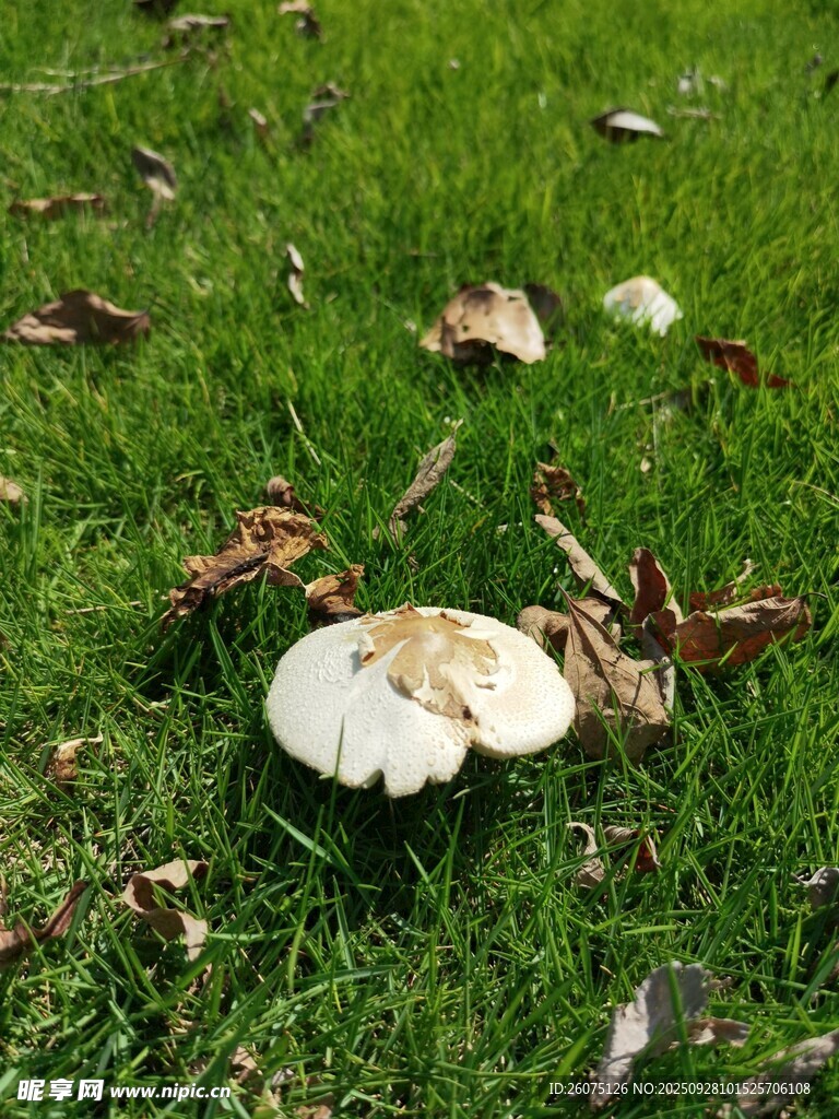 草地上的白色蘑菇