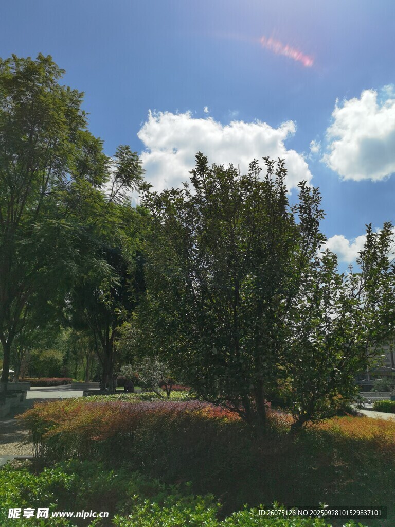 阳光照耀下的绿意风景