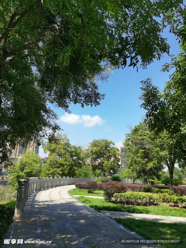 城市中的静谧林荫步道
