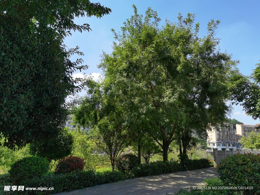 夏日林荫小径绿意景致