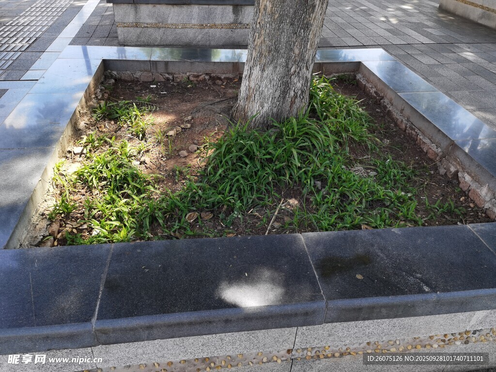 树下绿植景观