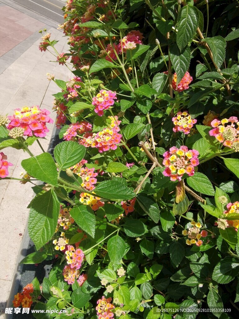 多彩花卉绽放绿意间
