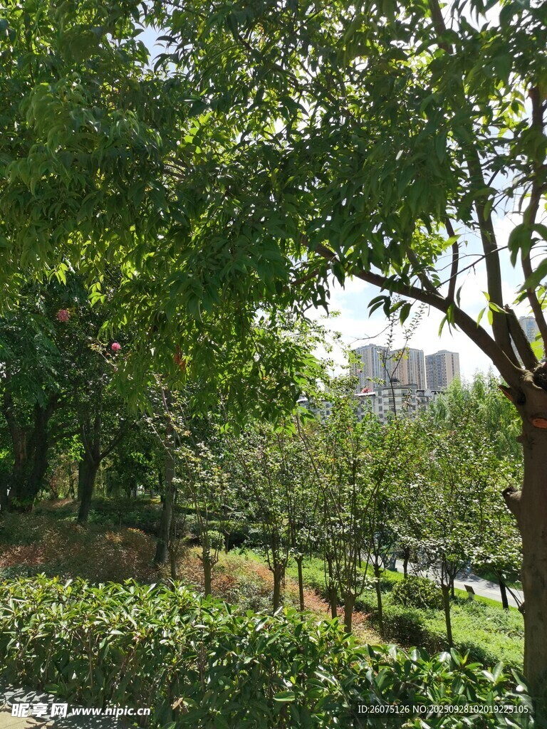 城市中的静谧绿树景观