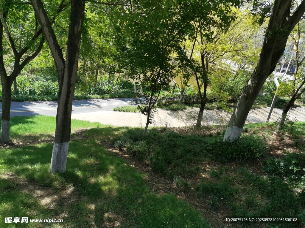 林间小道绿意盎然的景致