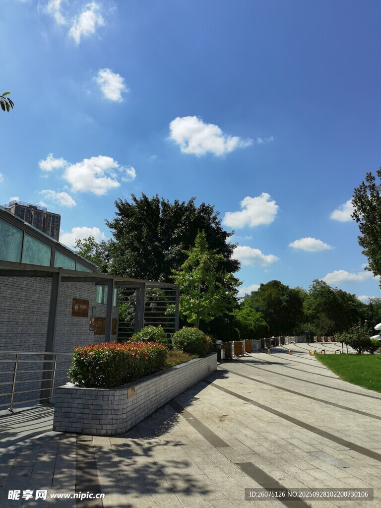 晴朗街道旁的绿植与建筑