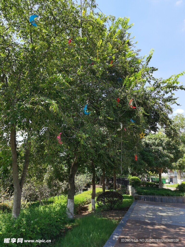 林荫小道绿意盎然的景致