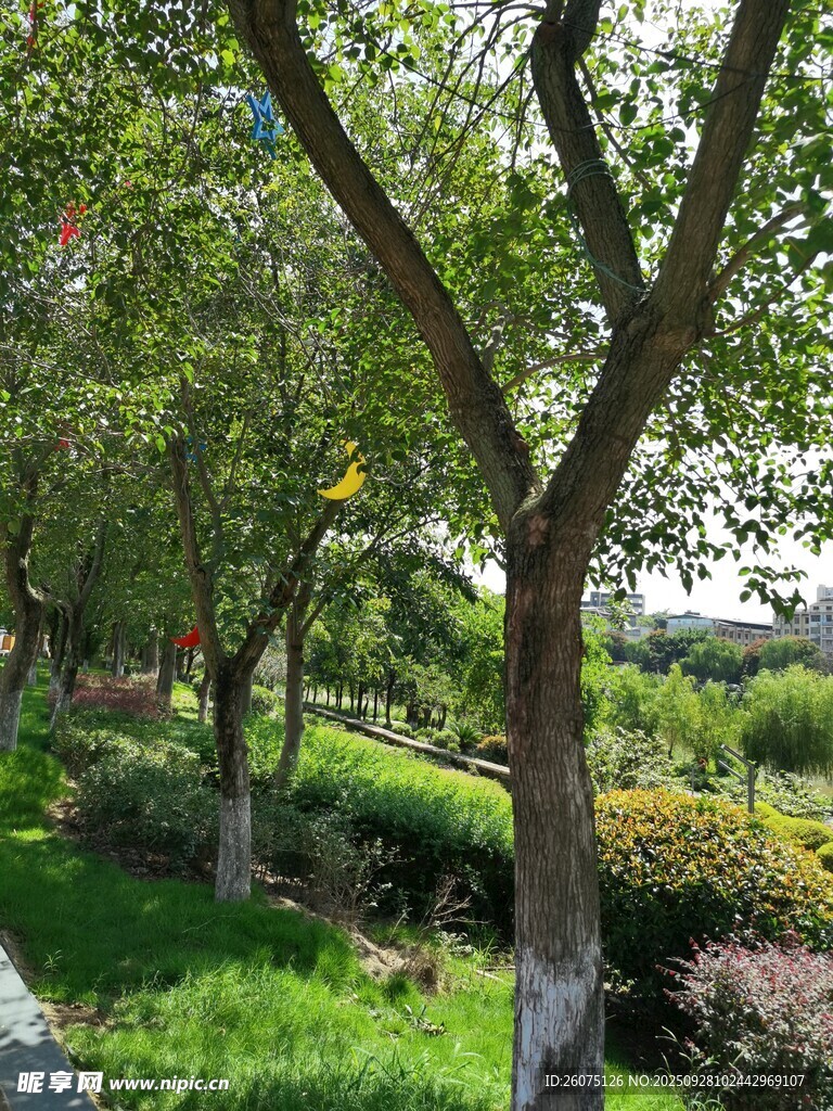 绿树成荫的户外风景
