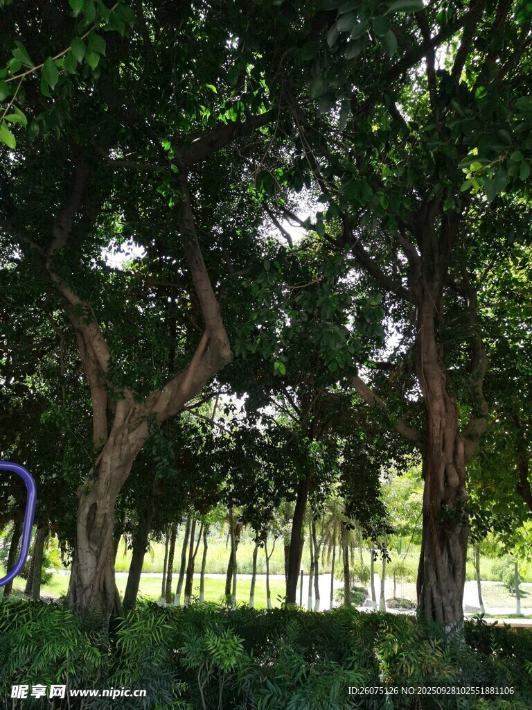 林间光影下的葱郁树木