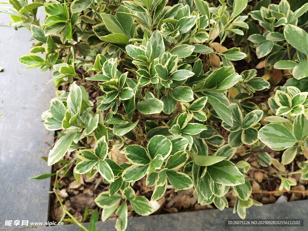 绿叶植物盆栽特写
