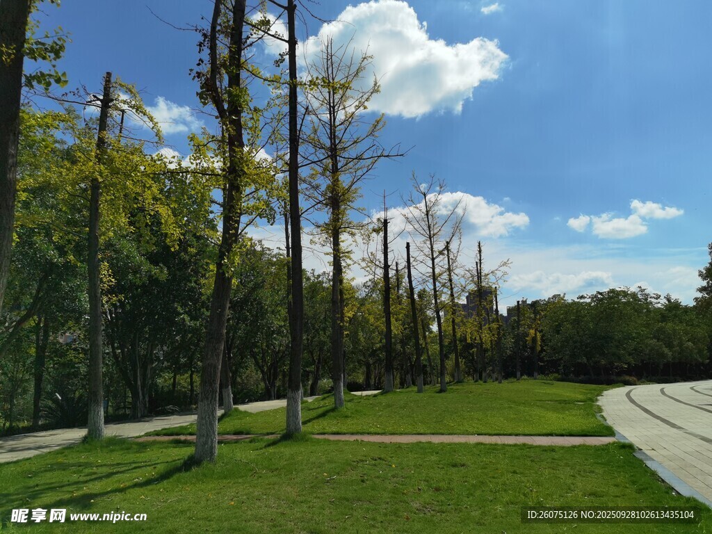 户外林间草地风景