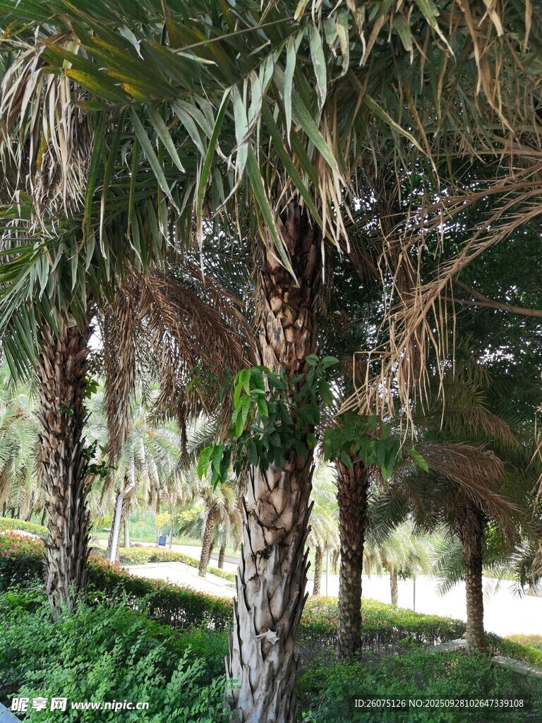 棕榈树林中的自然景致