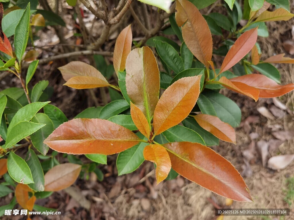 多彩叶片的植物特写