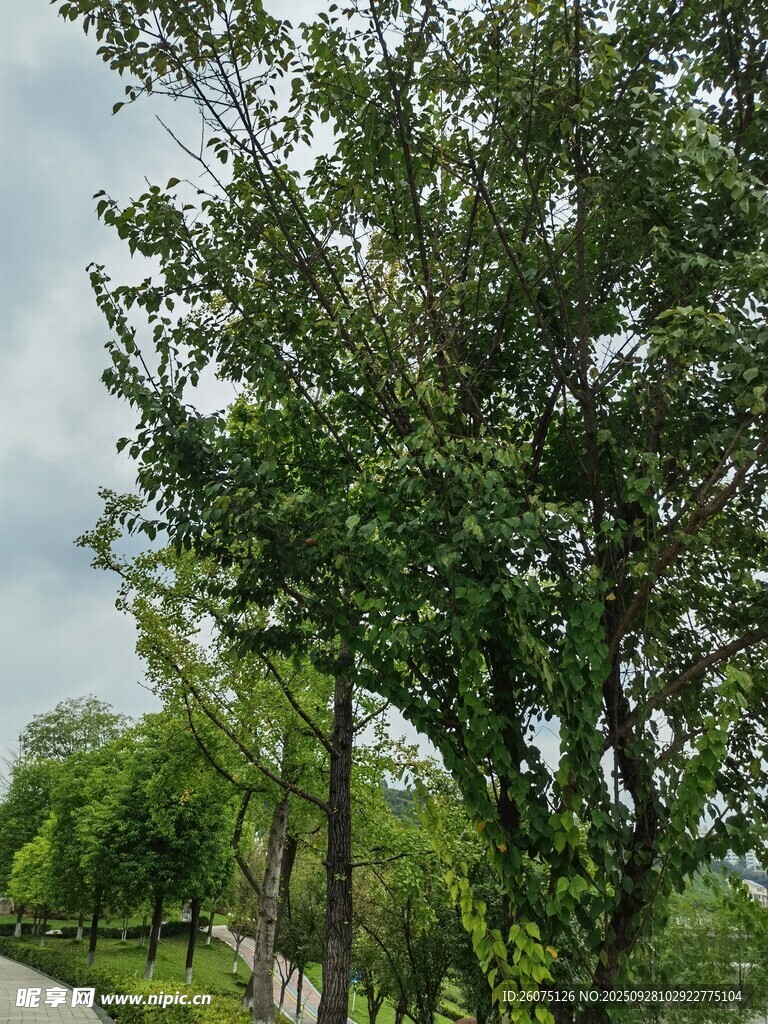 路边葱郁绿树风景