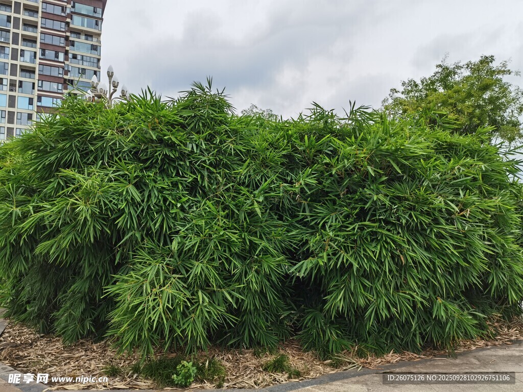 城市中茂盛的绿色灌木丛