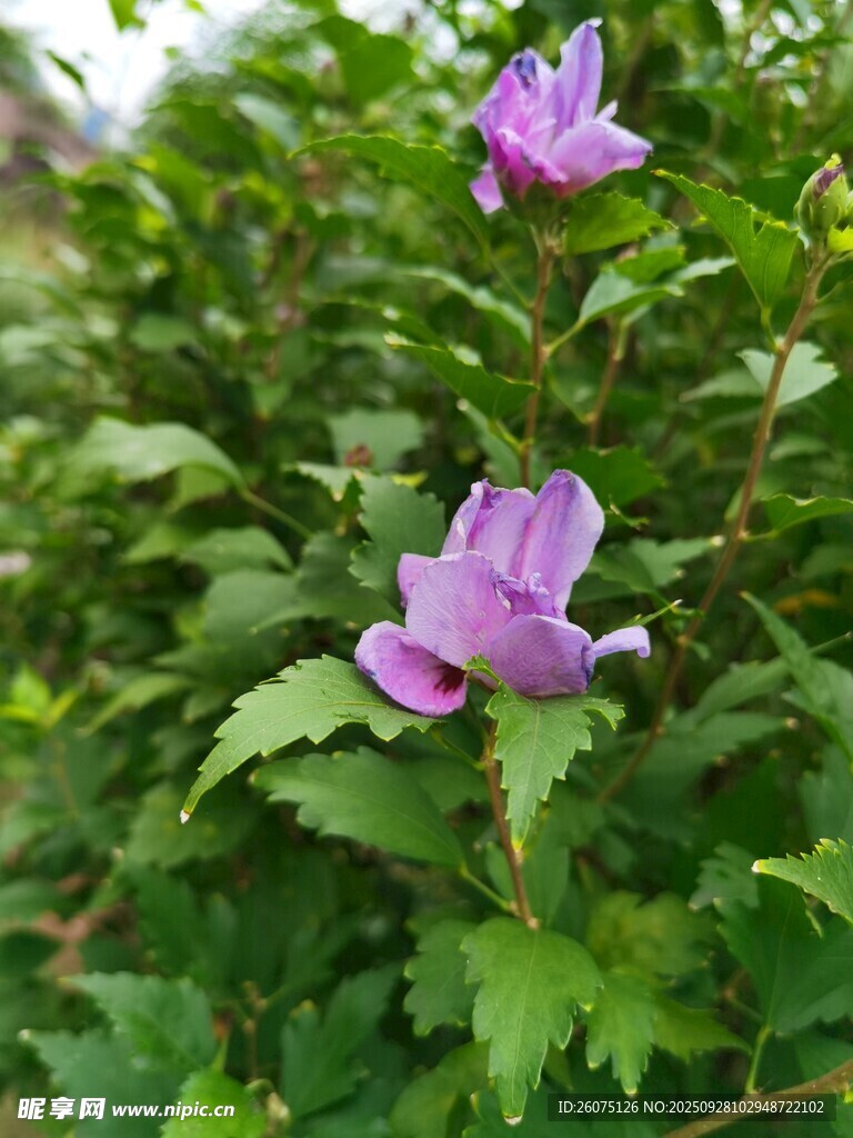 紫色桔梗花绽放绿叶间