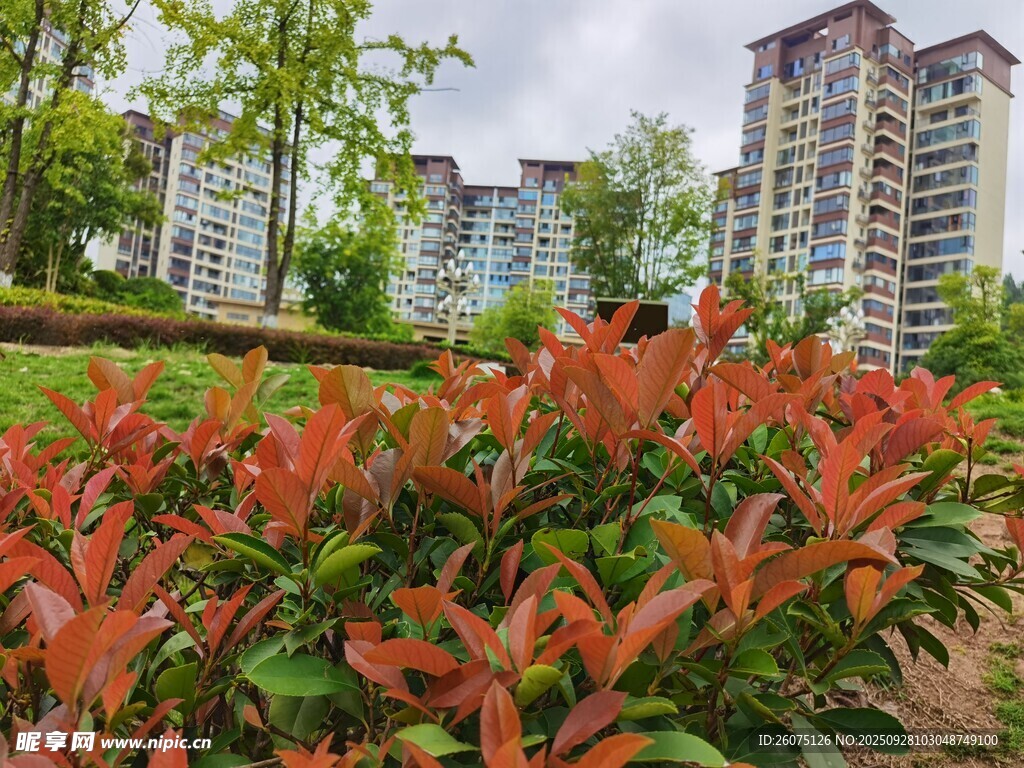 小区绿植与高层住宅景观