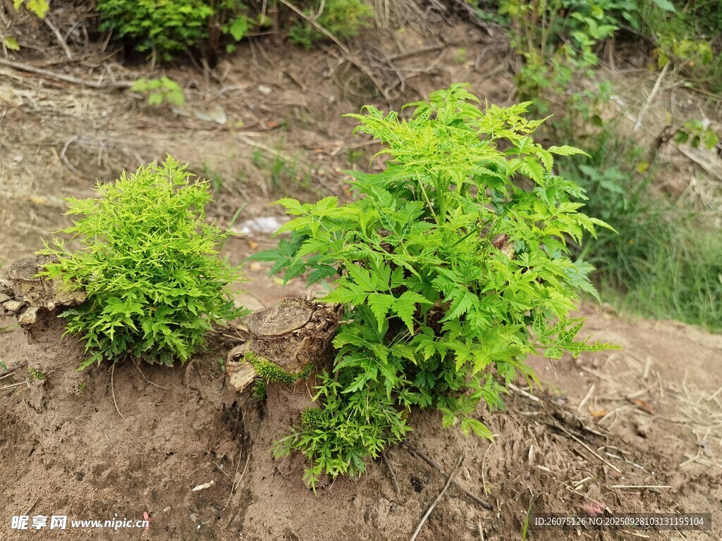 山坡上的翠绿小植物