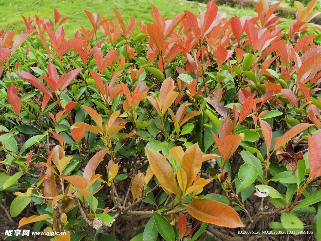 色彩斑斓的红叶植物景观
