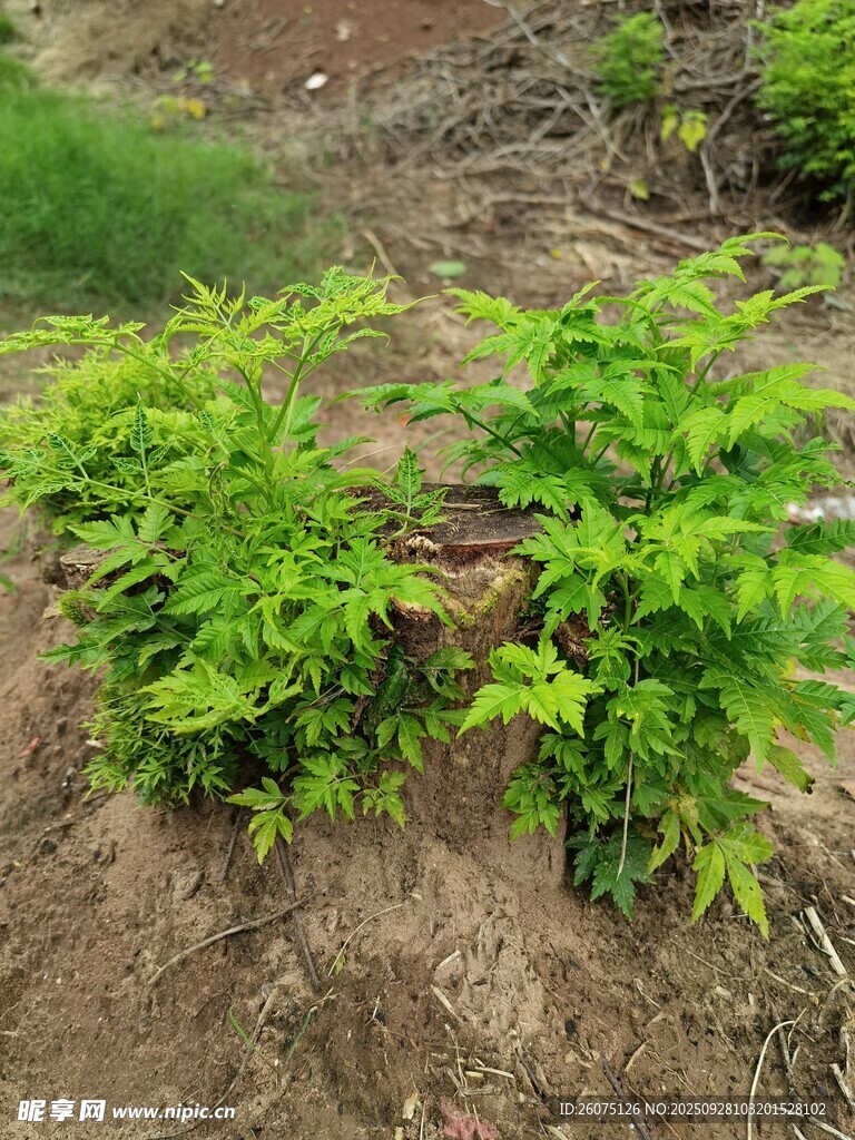嫩绿植物生长于泥土间
