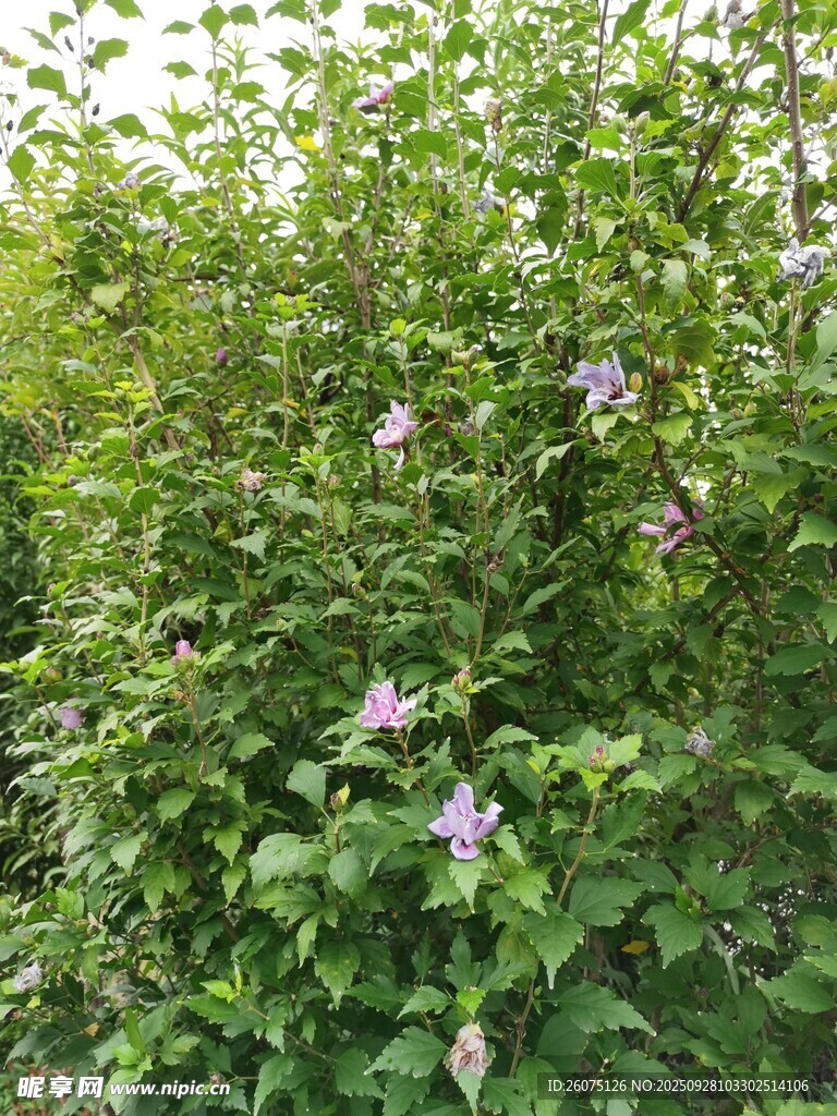 绿叶丛中绽放的美丽花朵