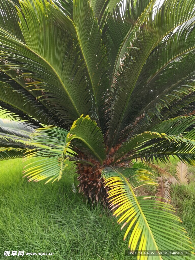 翠绿棕榈树尽显自然生机